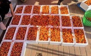 威海邮政快递樱桃电话是多少？