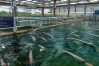 刺鳗鱼养殖技术，刺鳗鱼养殖技术视频