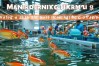 翘嘴鱼养殖技术有哪些？行业趋势如何？