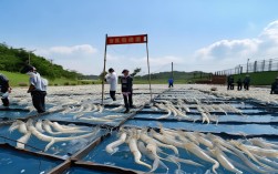 辽宁白对虾养殖，辽宁白对虾养殖基地在哪