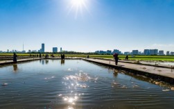 盘锦蟹苗养殖，盘锦蟹苗养殖基地哪家强