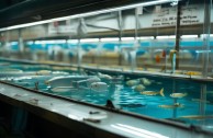 安阳鱼类养殖有哪些高效的水产技巧？