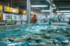 大连金州海水养殖有哪些技巧和最新动态？