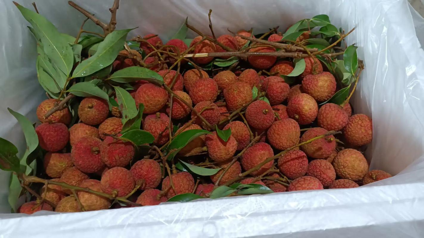 顺丰快递荔枝,如何保鲜又快速?-第3张图片-陕西物流货运 顺丰快递荔枝,如何保鲜又快速?-第3张图片-陕西物流货运