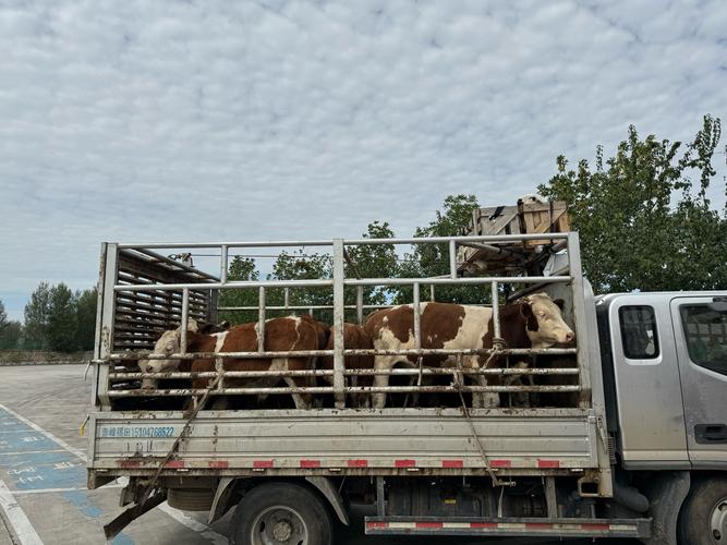 乌鲁木齐五一农场中通具体地址在哪？-第3张图片-陕西物流货运