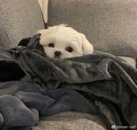 中通物流与中通速递是一家吗?-第1张图片-陕西物流货运 中通物流与中通速递是一家吗?-第1张图片-陕西物流货运