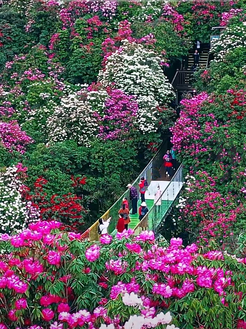 毕节百里杜鹃顺丰快递怎么寄?-第1张图片-陕西物流货运 毕节百里杜鹃顺丰快递怎么寄?-第1张图片-陕西物流货运