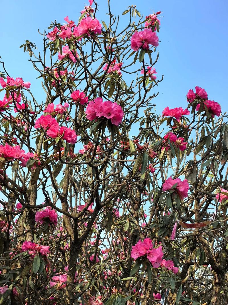 毕节百里杜鹃顺丰快递怎么寄?-第2张图片-陕西物流货运 毕节百里杜鹃顺丰快递怎么寄?-第2张图片-陕西物流货运