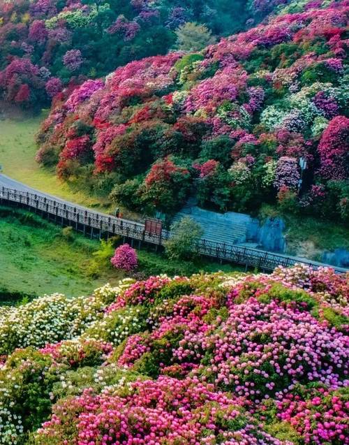 毕节百里杜鹃顺丰快递怎么寄?-第3张图片-陕西物流货运 毕节百里杜鹃顺丰快递怎么寄?-第3张图片-陕西物流货运