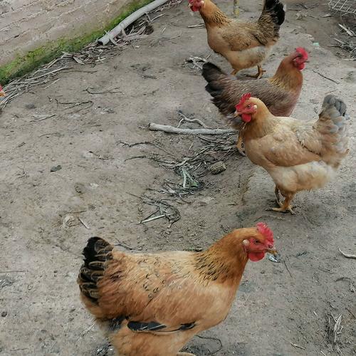 广东清远顺丰快递电话是多少？-第2张图片-陕西物流货运