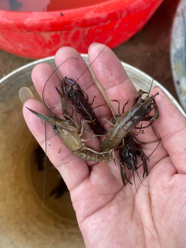 顺丰寄澳大利亚费用多少？-第3张图片-陕西物流货运