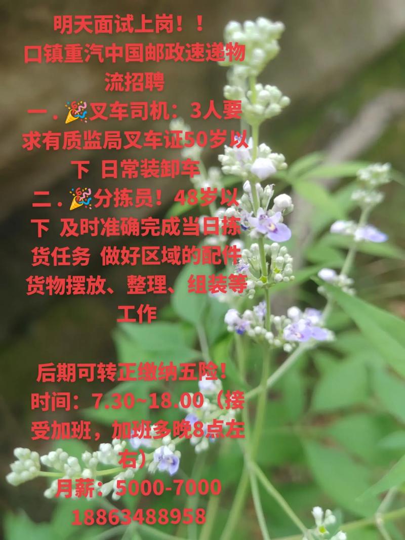 重庆邮政速递物流招聘有何要求?-第3张图片-陕西物流货运 重庆邮政速递物流招聘有何要求?-第3张图片-陕西物流货运